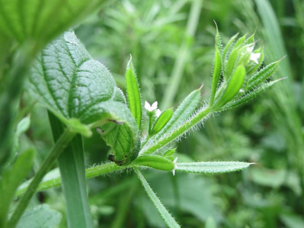 Cleavers