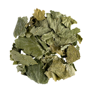 Blackcurrant Leaf
