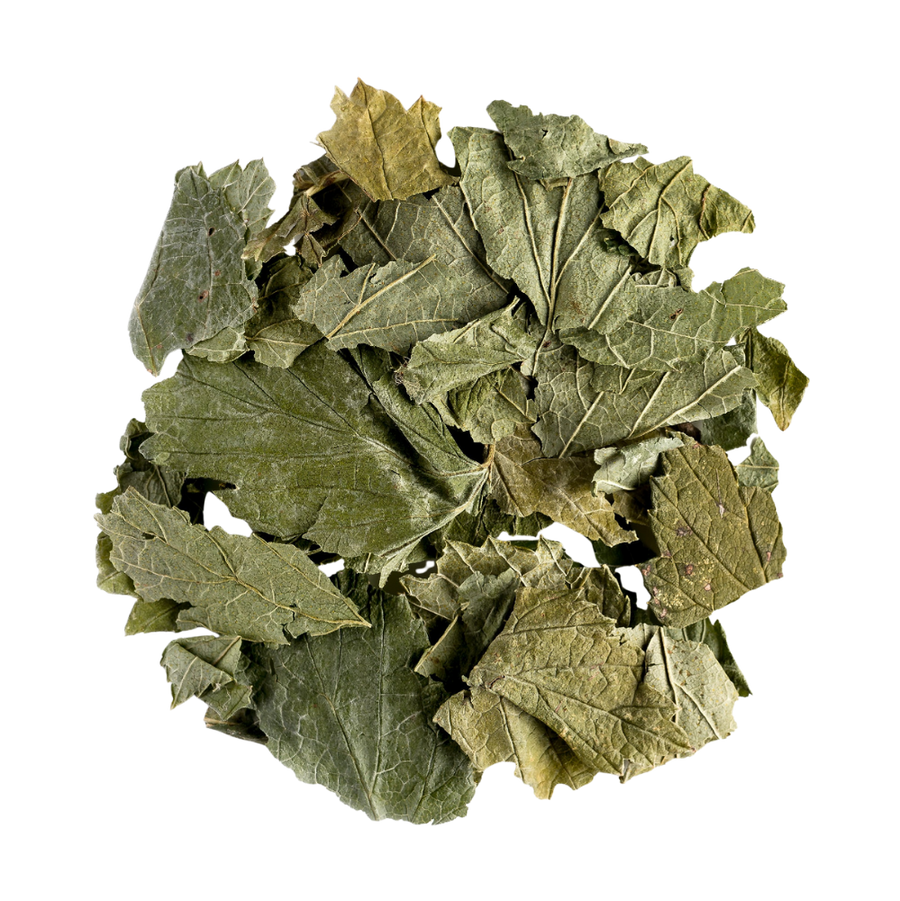 Blackcurrant Leaf