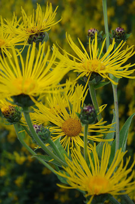 Elecampane Root