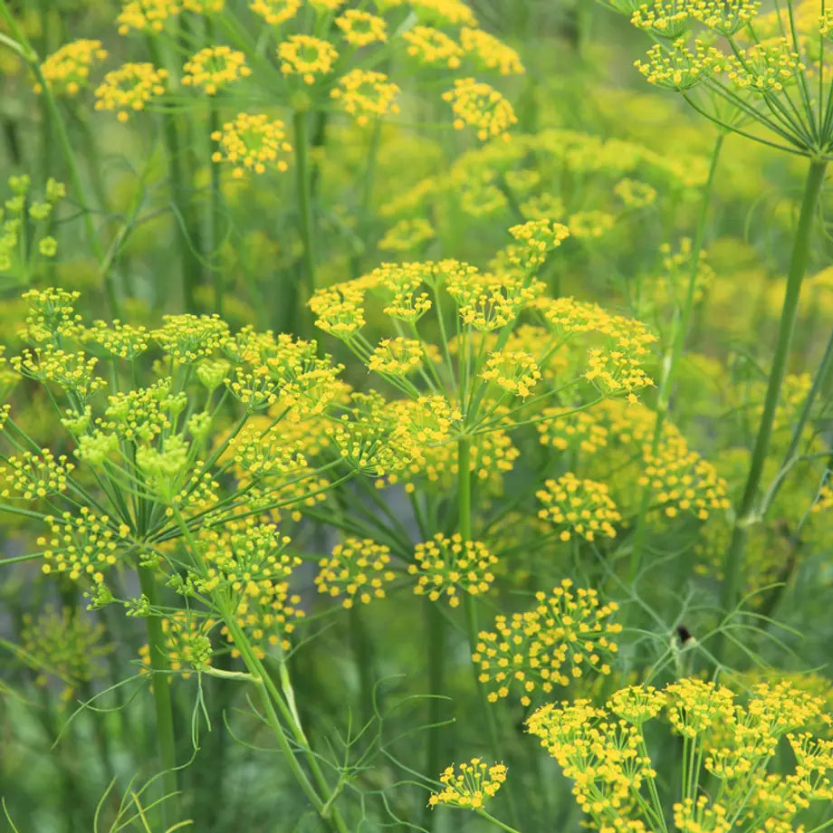 Fennel Seed