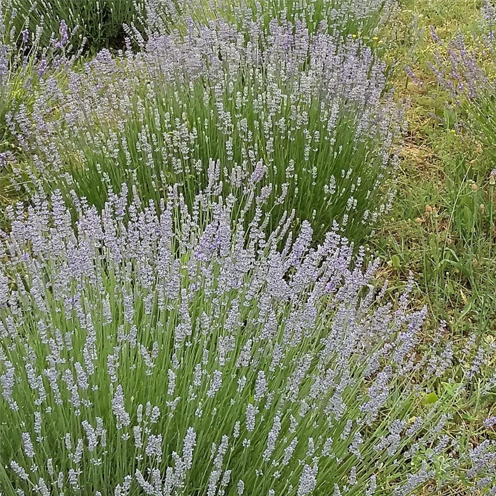Lavender Flower