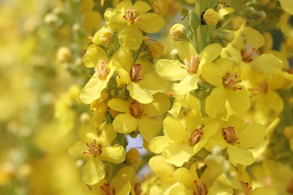 Mullein