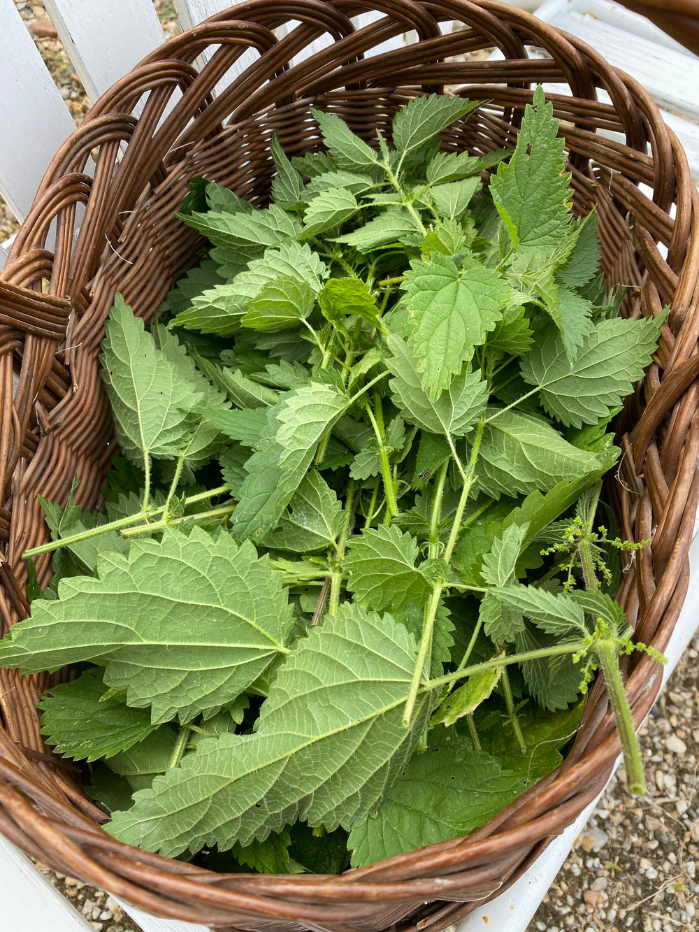 Nettle