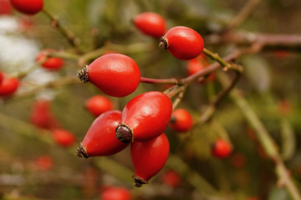 Rosehip
