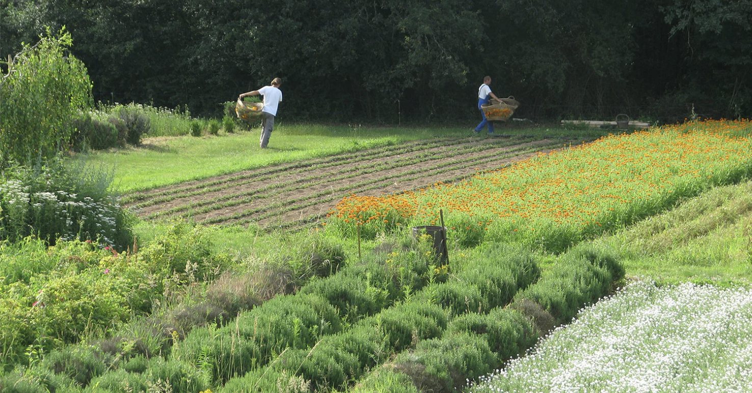 A garden in the South of France