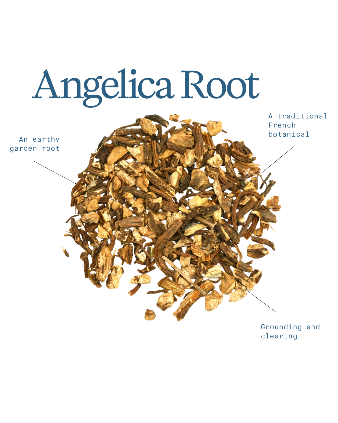 Angelica Root