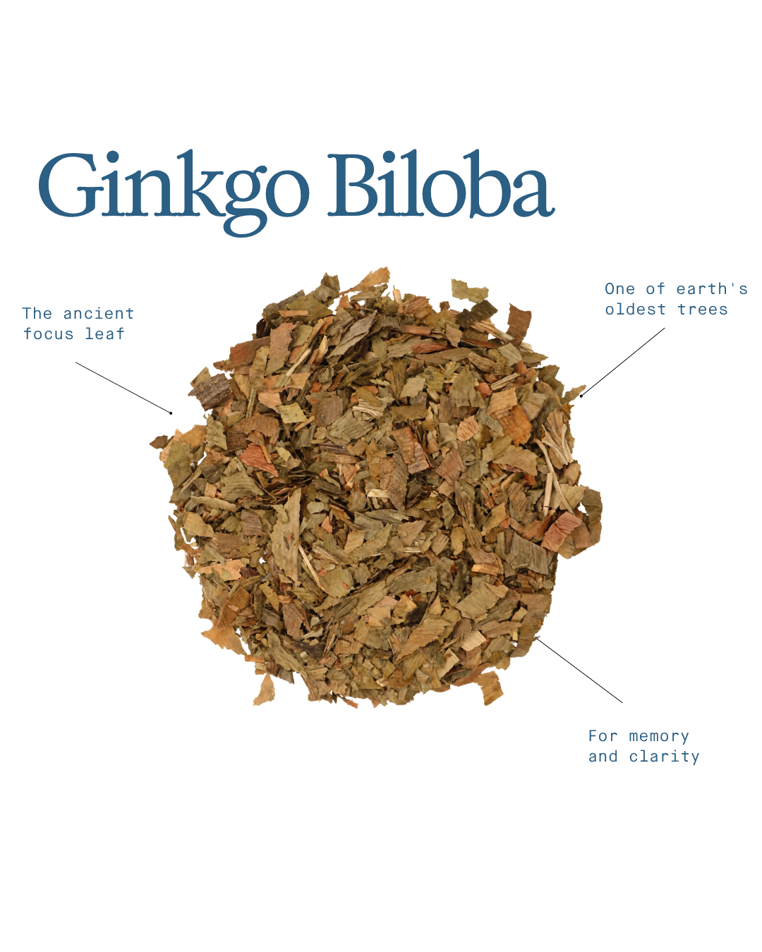Ginkgo