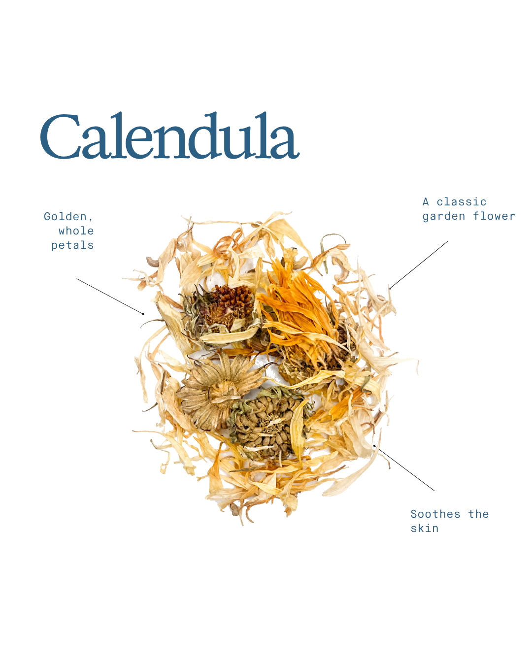 Calendula