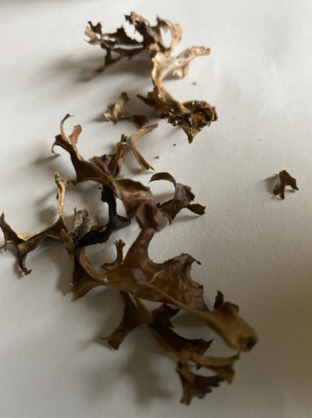 A Well Kept Secret: Icelandic Moss