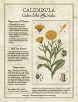 La Vie Tea — The Botanical Alphabet Book Physical Copy