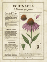 La Vie Tea — The Botanical Alphabet Book Physical Copy