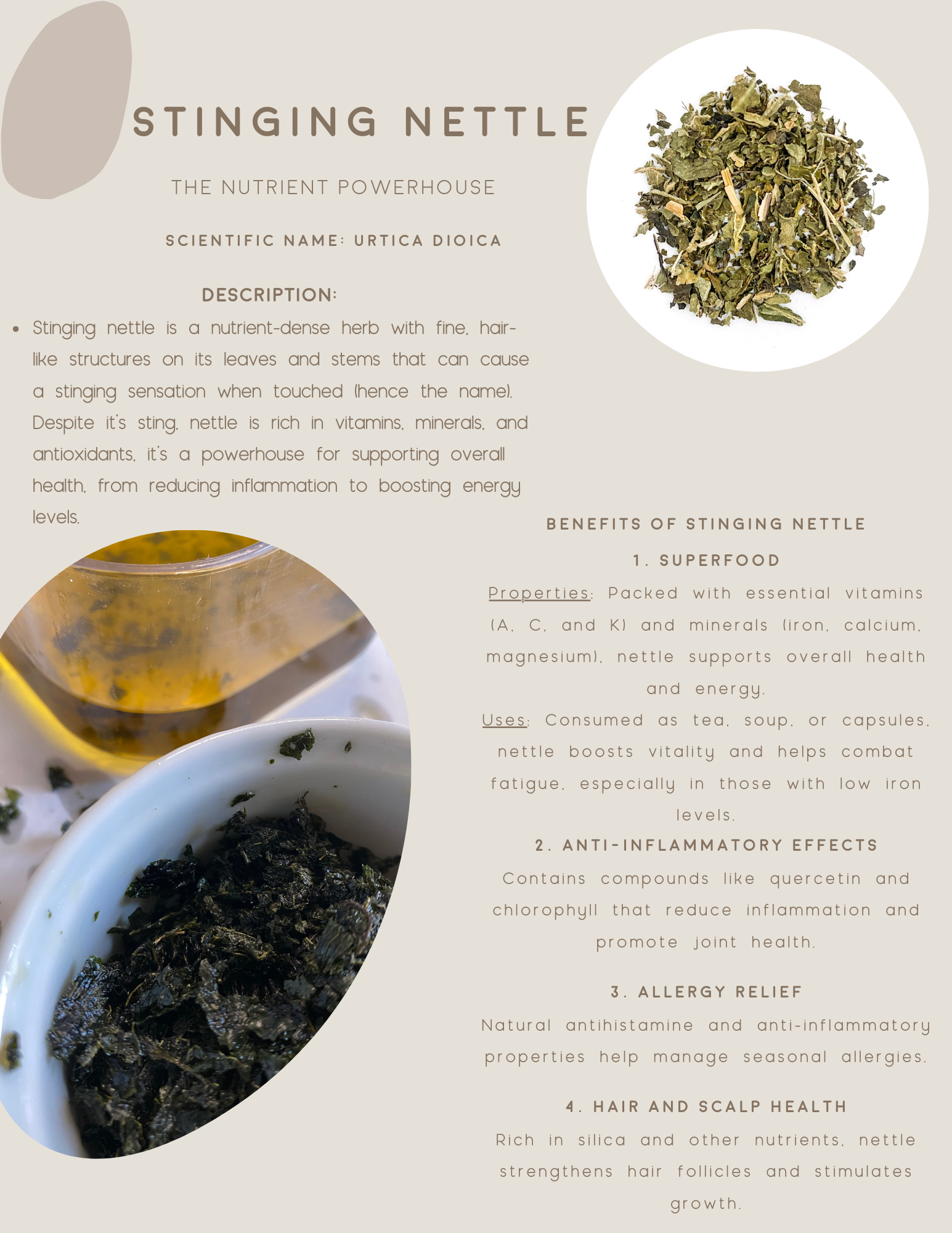 Free! Quick Start Guide To Herbal Wellness E-Book