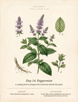 La Vie Tea — 30 Days of Herbal Living Book