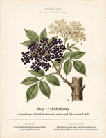 La Vie Tea — 30 Days of Herbal Living Book