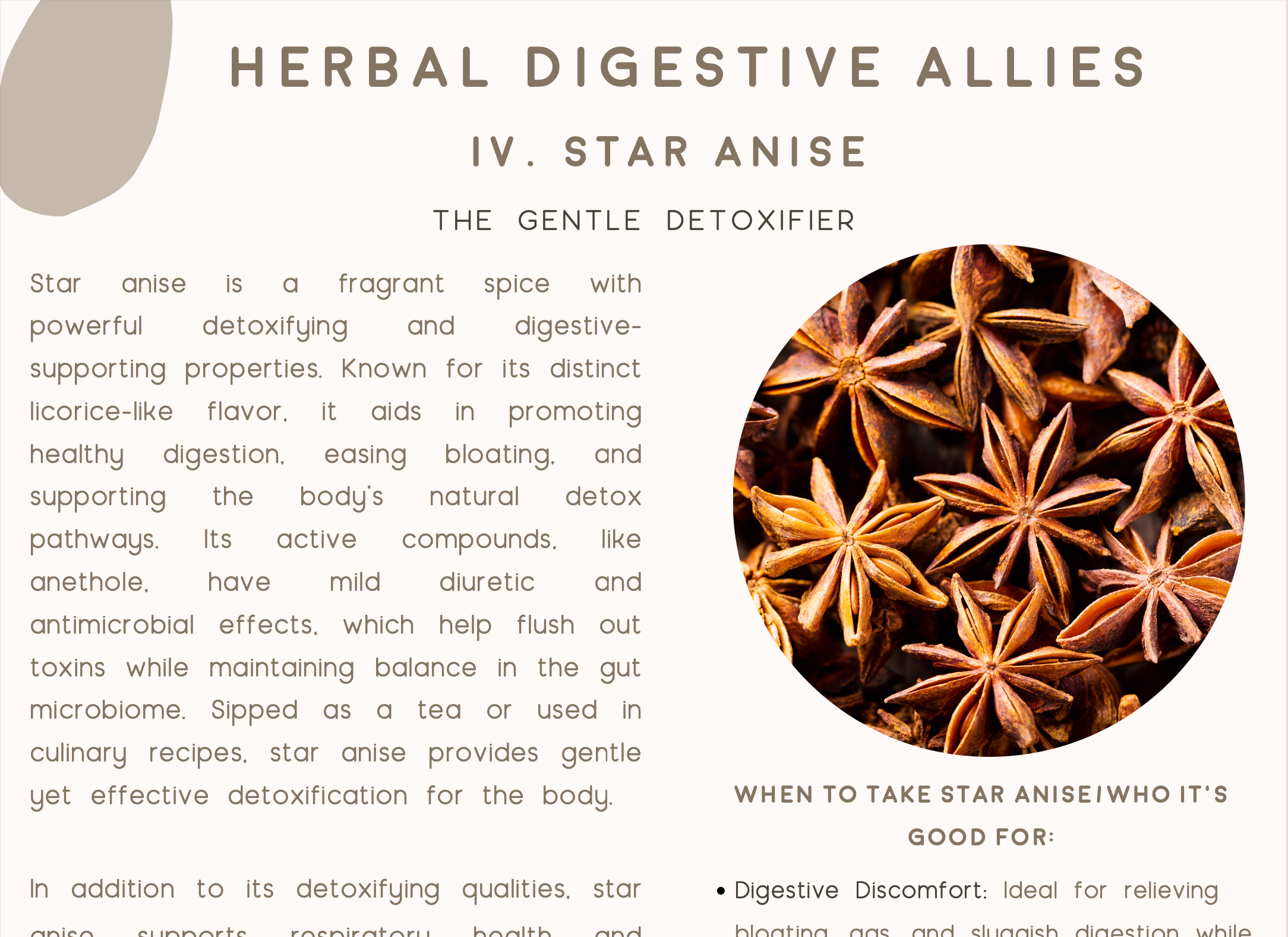 Digestive Wellness: An Herbal Approach E-Book