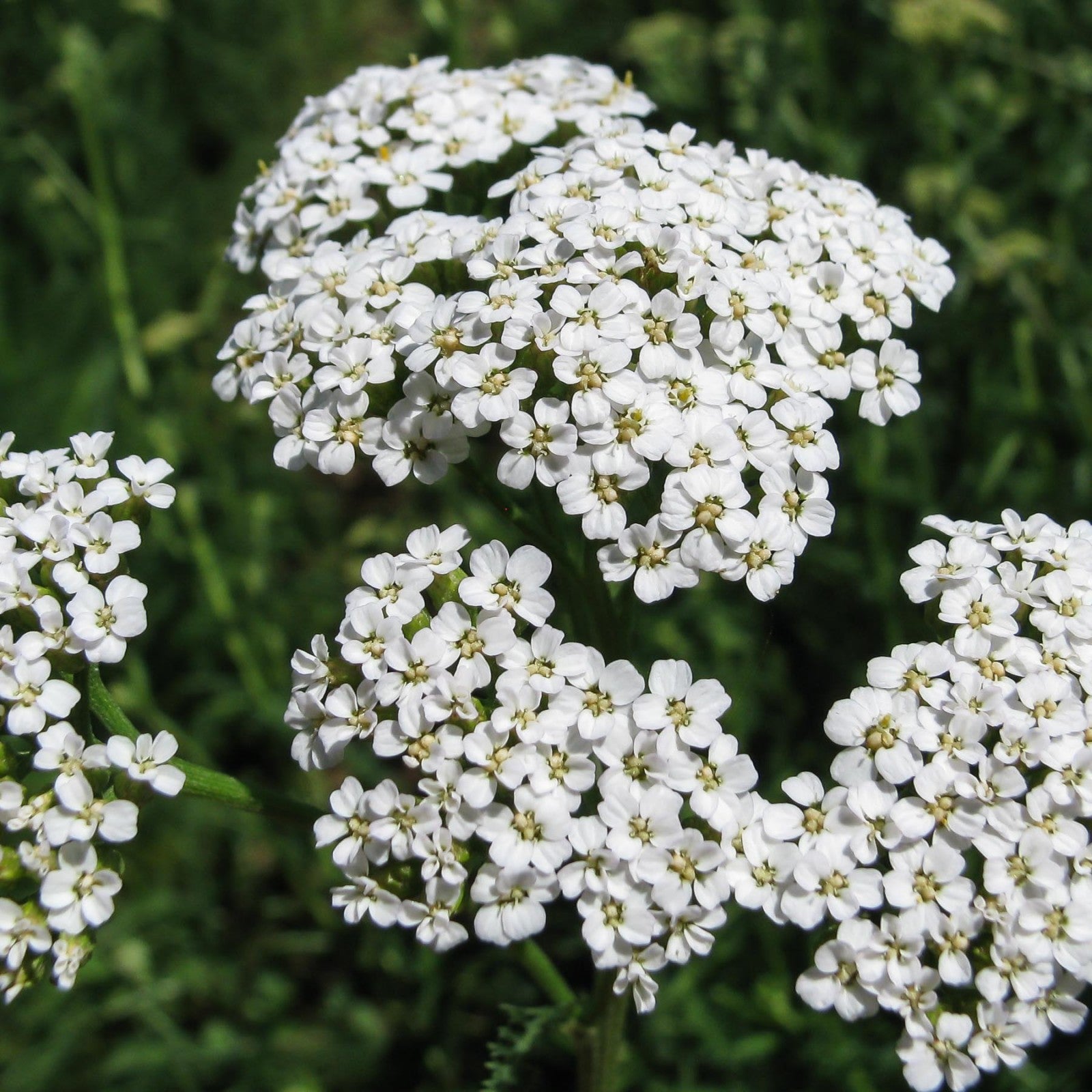 Yarrow