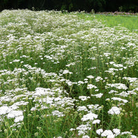 Yarrow