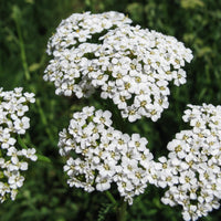 Yarrow