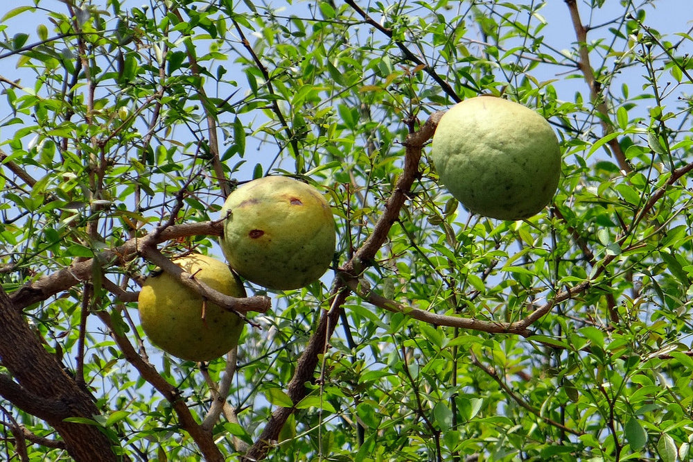 Bael Fruit