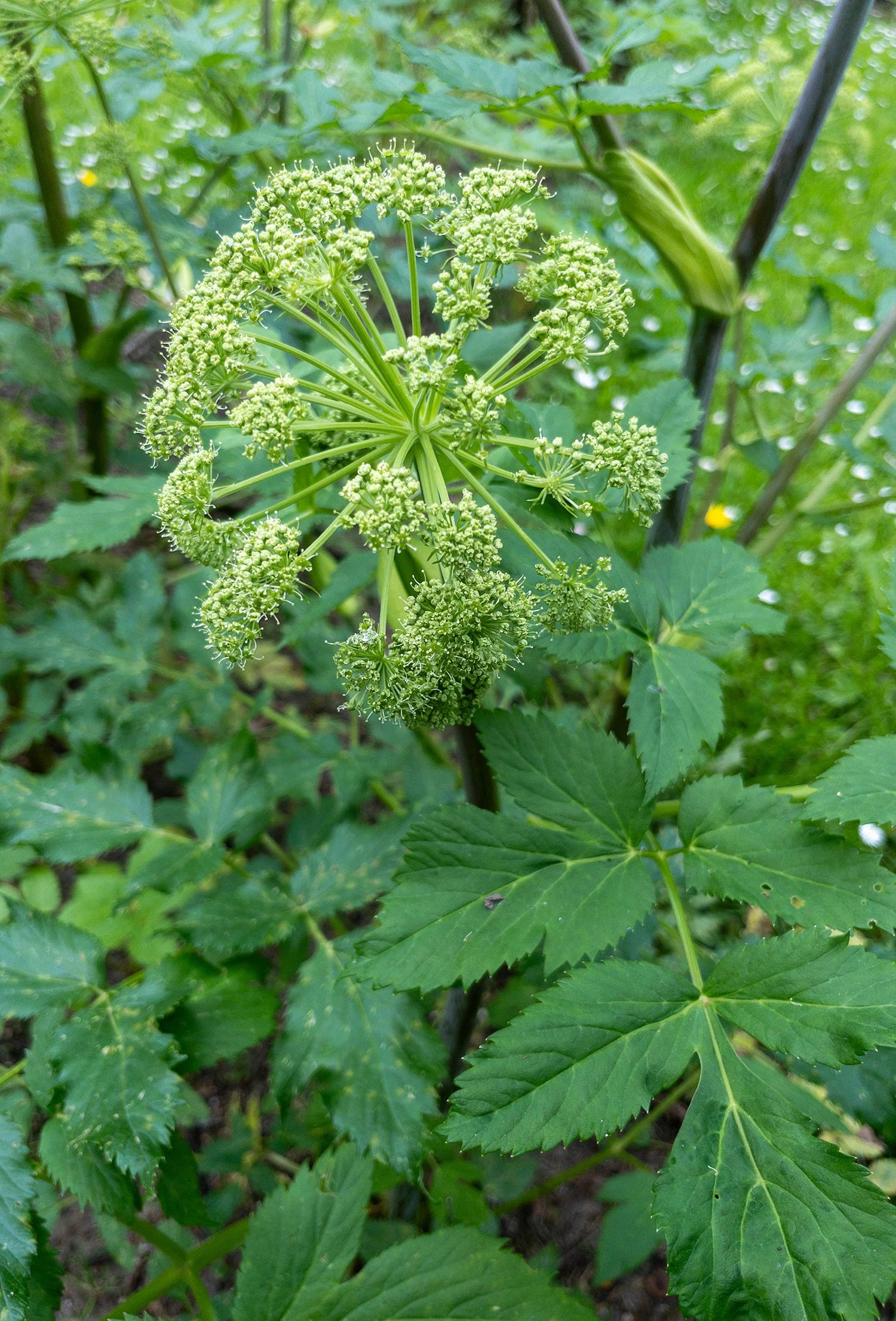 Angelica Root