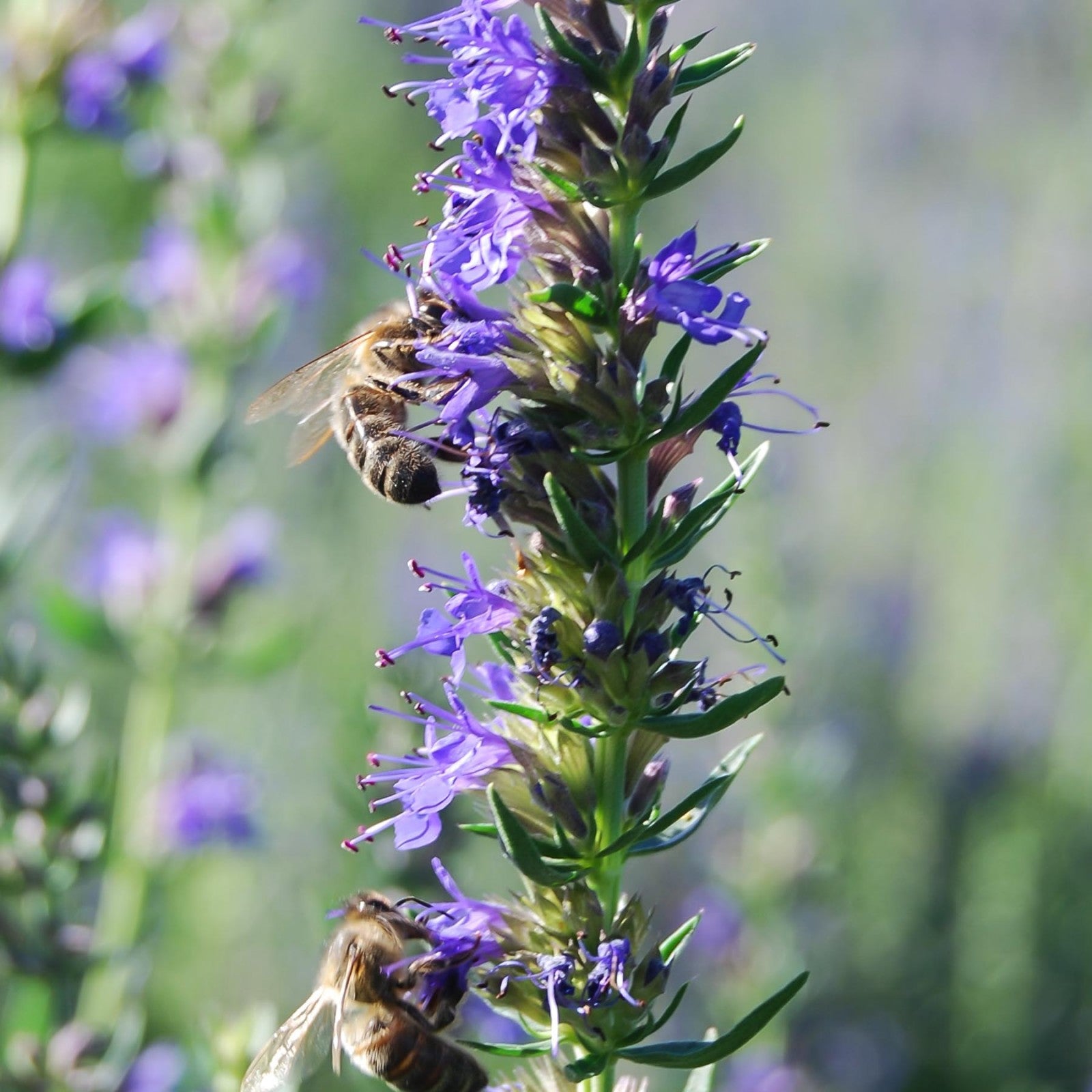 Anise Hyssop