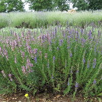 Anise Hyssop