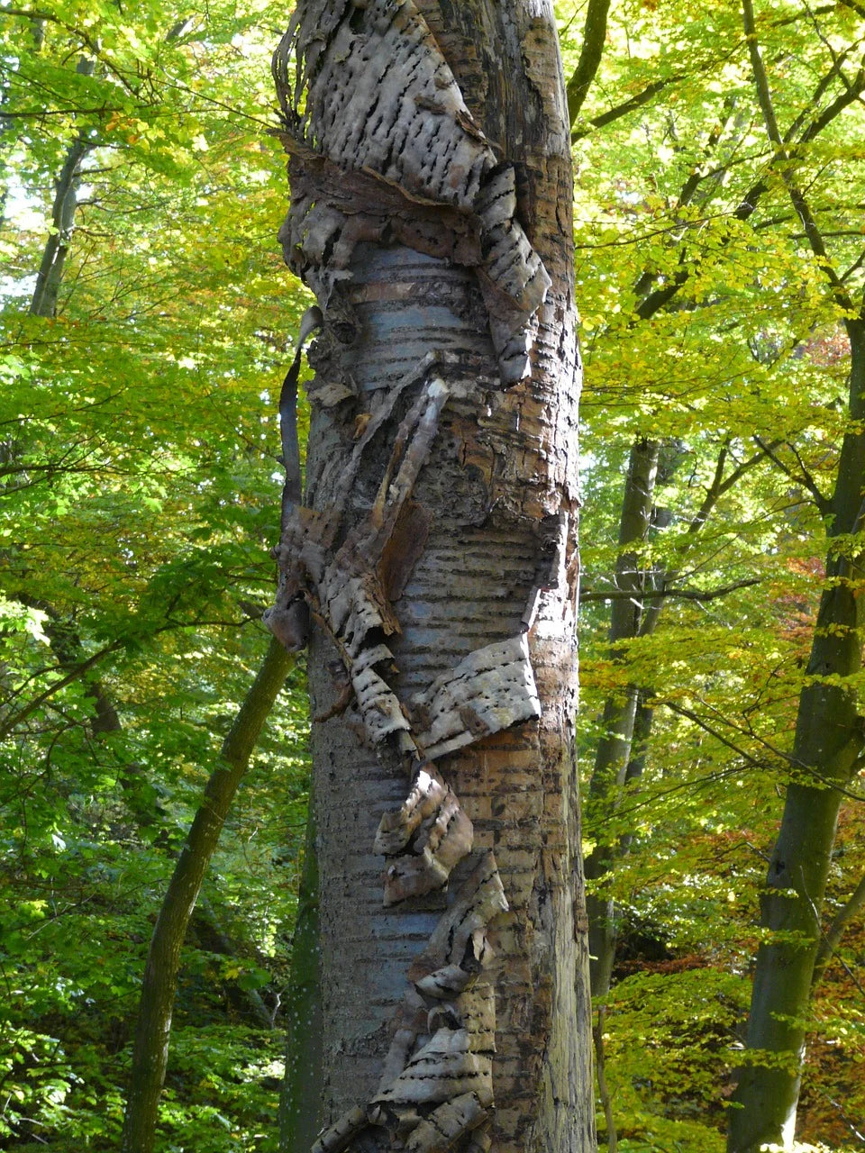 Wild Cherry Bark