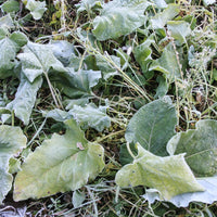Burdock Root