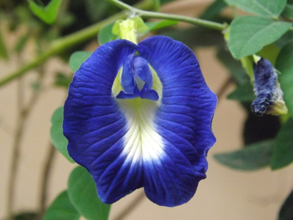 Butterfly Pea Flower