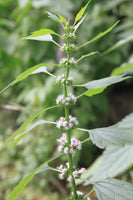 Motherwort