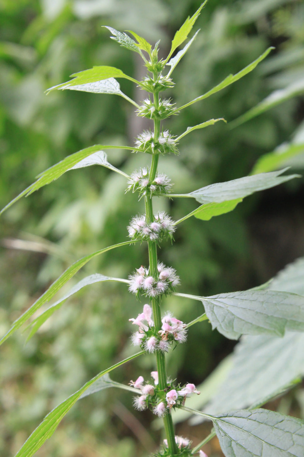 Motherwort