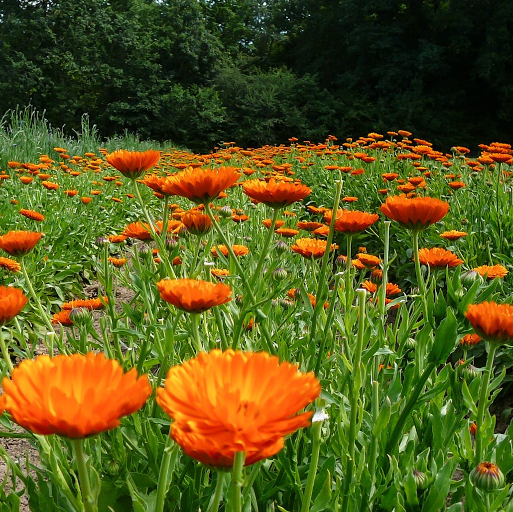 Calendula Flower