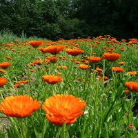 Calendula Flower