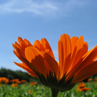 Calendula Flower