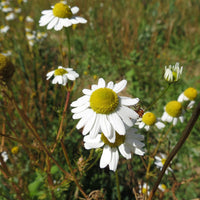 Chamomile Flower