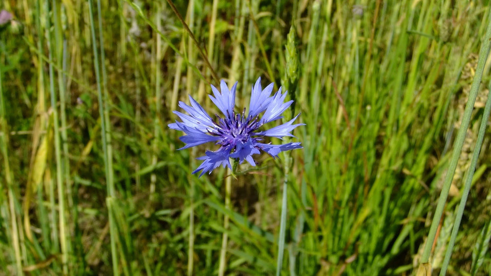 Cornflower