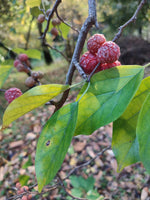 Cudrania