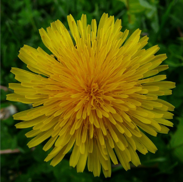 Dandelion Flower