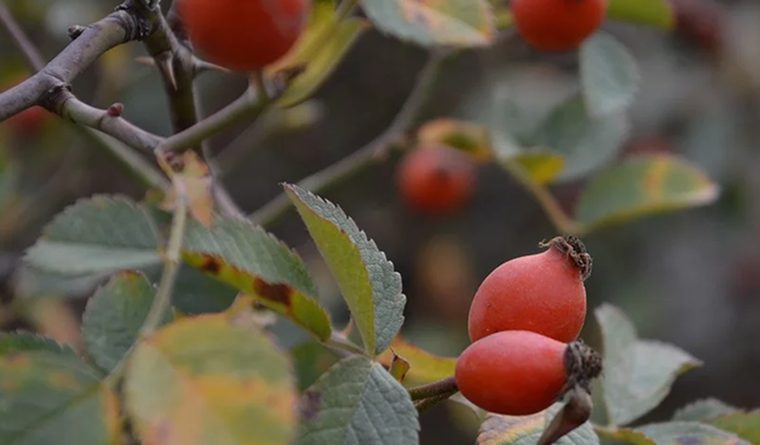 Inside Skin Glow · Rosehips