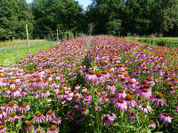 Echinacea