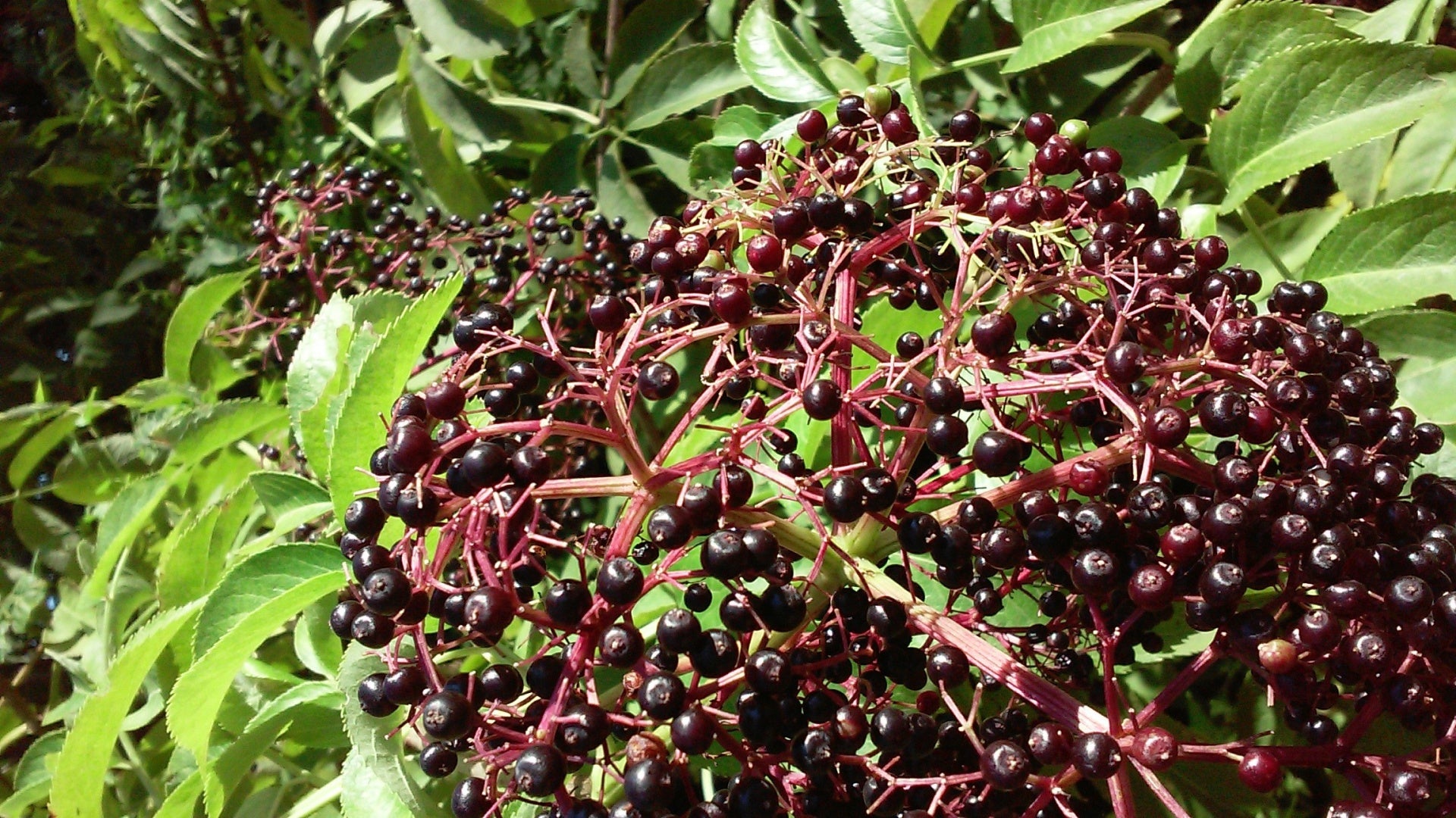 Elderberry