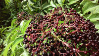Elderberry
