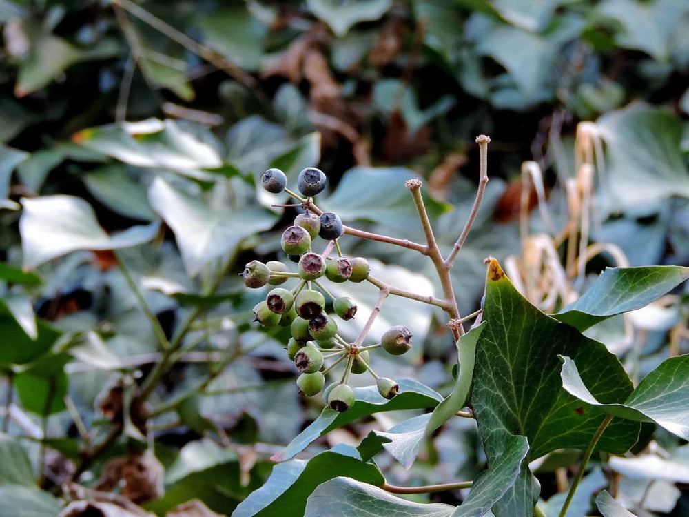 Elderberry