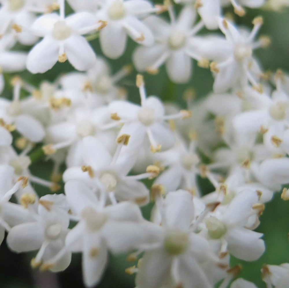 Elderflower