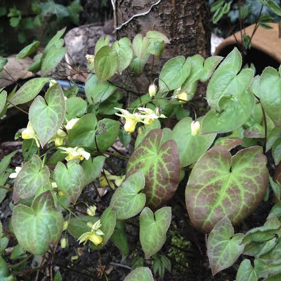 Epimedium