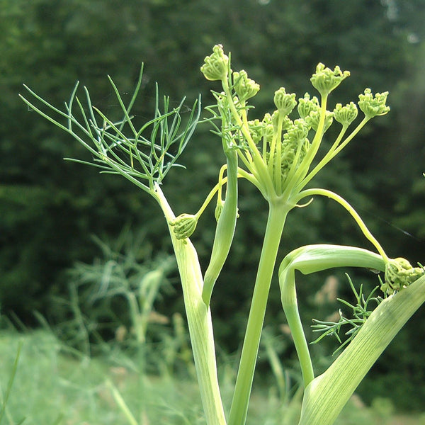 Fennel Seed