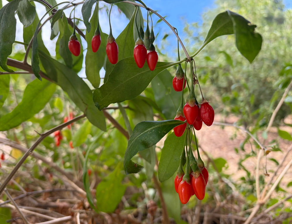 Goji Berries