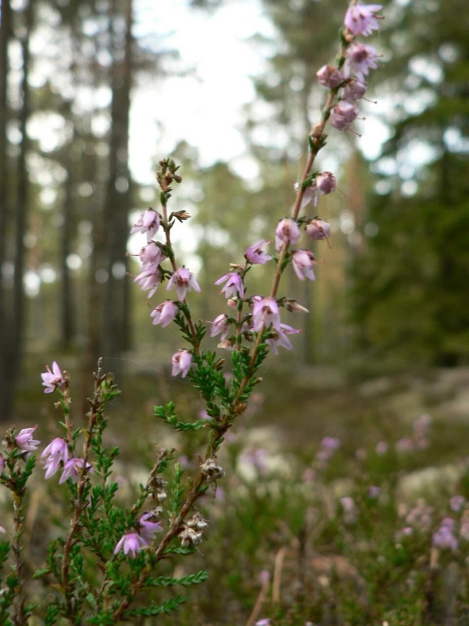 Heather Flower
