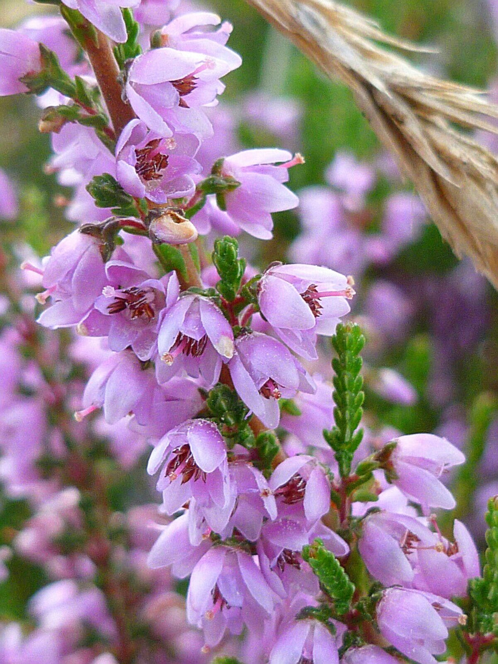 Heather Flower